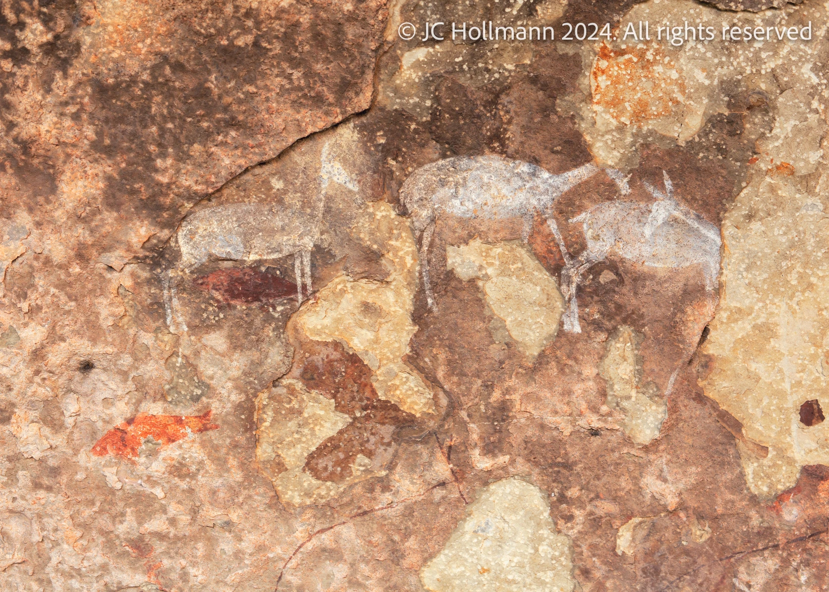 White rhebok and fish